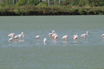 Naklejka premium Group os pink Flamingos in a lake in the Ses Salines natural reserve in Ibiza