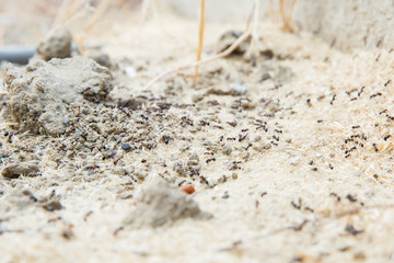 Black ants in desert near an anthill . Sugar ants gather around the hole of their nest . closeup soil around the ant's nest on the ground . Nests ant or small round ant escape holes in the garden.