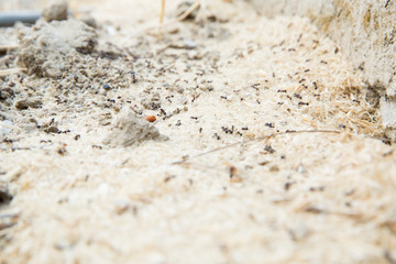 Black ants in desert near an anthill . Sugar ants gather around the hole of their nest . closeup soil around the ant's nest on the ground . Nests ant or small round ant escape holes in the garden.