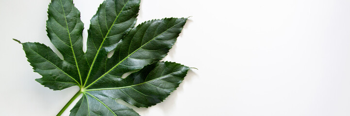 Panoramic photo of white background copy space with green leaf