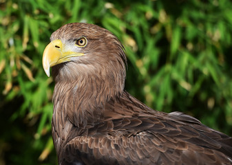 pigargo gigante