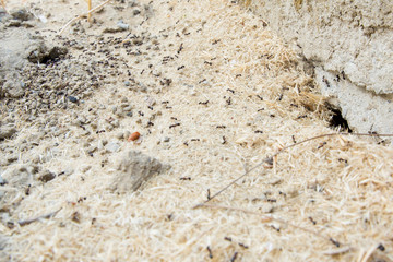 Black ants in desert near an anthill . Sugar ants gather around the hole of their nest . closeup soil around the ant's nest on the ground . Nests ant or small round ant escape holes in the garden.