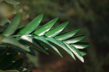 decorative green leaves background