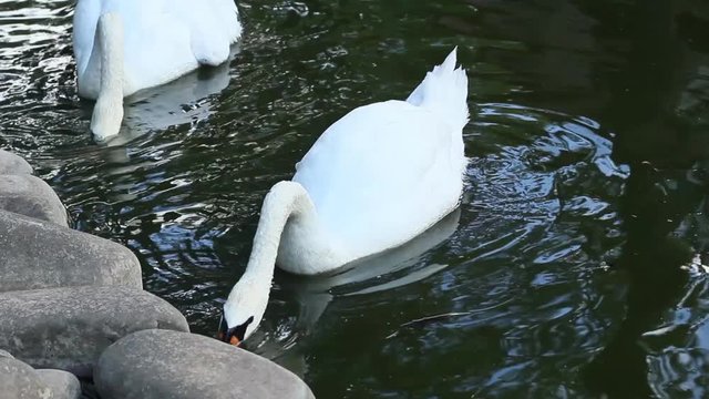 Two swimming swans