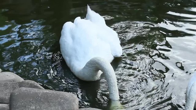 Two swimming swans