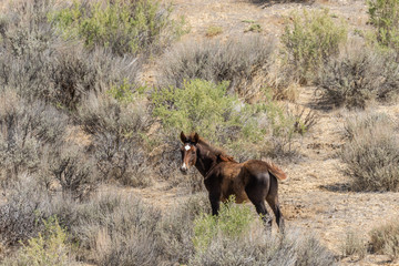 Obraz na płótnie Canvas Wild Horse in the Colorado High Desert