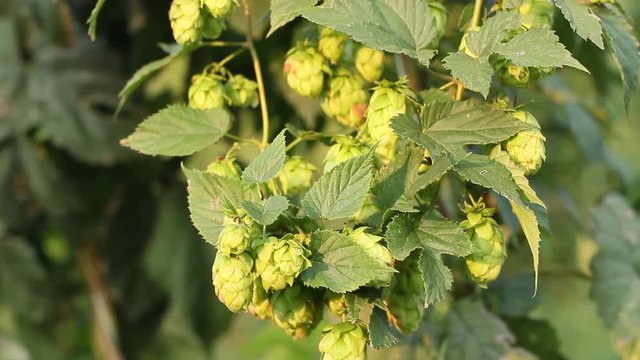 Fresh hop cones with light of sun