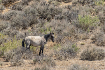 Wild Horse in the Colorado High Desert