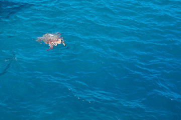 Turtle in the sea