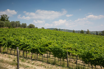 View of vineyards in the rolling hills near Radda, Chianti, Tuscany