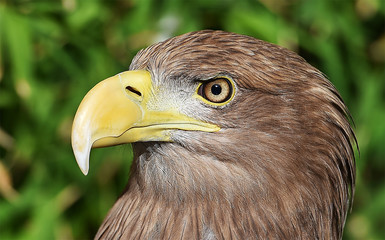 Obraz premium eagle