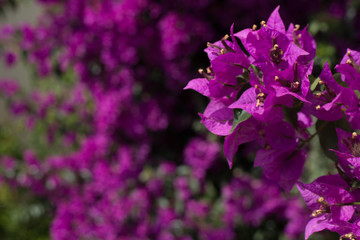 Closeup image of purple bougainvillea flowers in nature