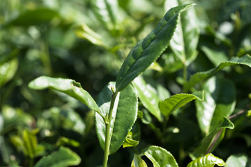 Chinese green tea leaf, on a tea plantage, macro