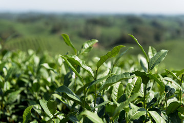 Obraz premium Chinese green tea leaf, on a tea plantage, macro