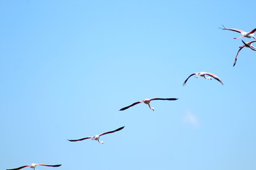 Flamingos 