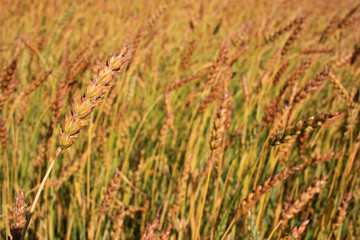 Spikes of rye in a field