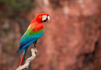 beautiful colorful macaw parrot sitting on a branch