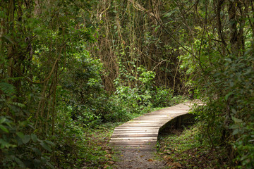 Obraz premium path in the jungle / landscape.