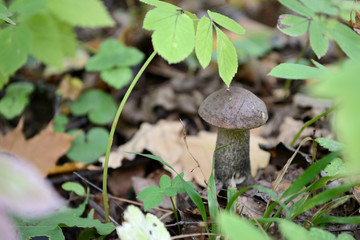 Beautiful mushroom growing in the autumn forest