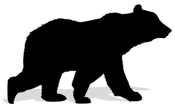 Silhouette of bear. 