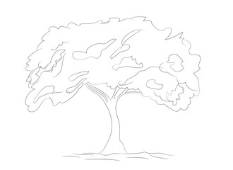big tree drawing lines, vector