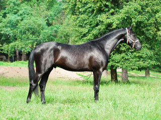 exterior of beautiful black young Trakehner stallion