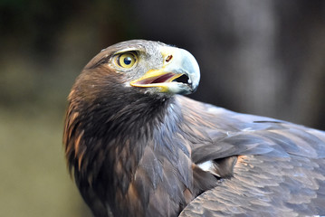cabeza de aguila
