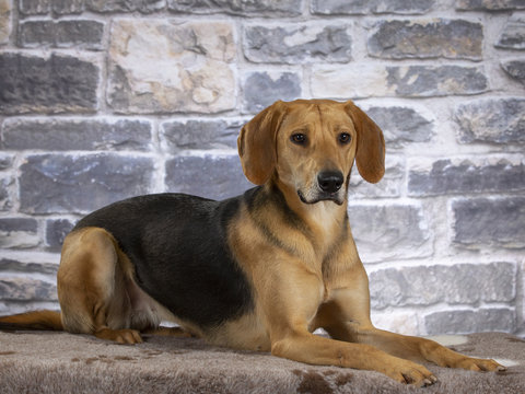 Russian hound dog. Image taken in a studio.
