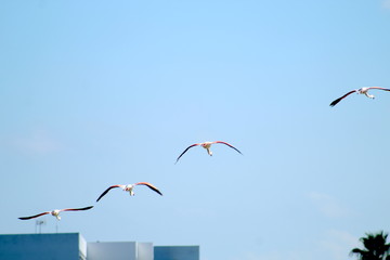 Flamingos 