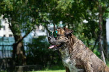 Happy dog with sunglasses, Pit bull, amstaff, stafford in the park.