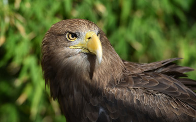 pigargo gigante