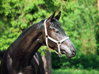  portrait of beautiful black young Trakehner stallion
