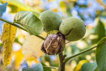 The common walnut ripe on the tree