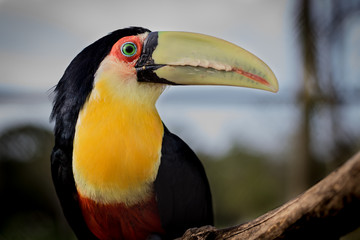 Green tucan