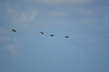 Jetties in St. Augustine
Beautiful sky, four Pelicans in flight