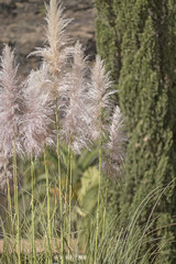 Fototapeta premium A Cortaderia plant.