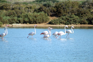 Group os pink Flamingos in a lake in the Ses Salines natural reserve in Ibiza