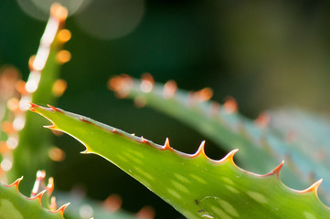 Cactus leaf