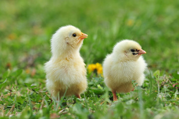 Two young chickens