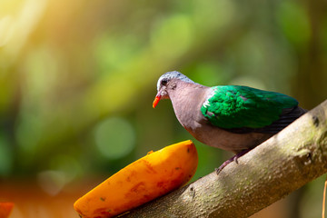 Common Emerald Dove bird in the park