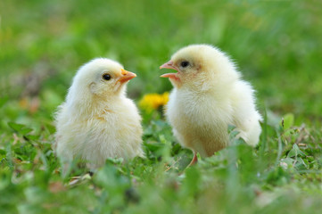Two young chickens