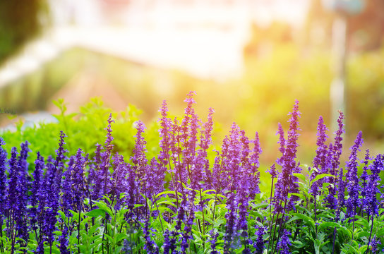 bounch of spring violets (violet, flower, wood)