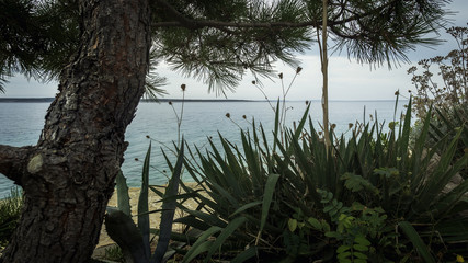 Croatian Beach View with Tree and Adriatic Sea