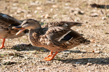 Female Mallard Duck Squawking