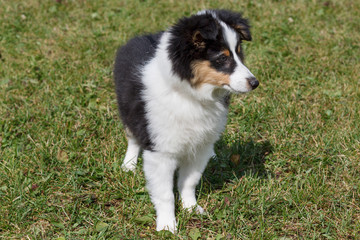 Shetland sheepdog puppy is standing on a green meadow. Pet animals.