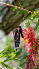 A strikingly beautiful and large Black Tiger Swallowtail Butterfly finds nectar from a Bottlebrush bloom along its migration path
