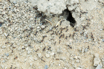 Black ants in desert near an anthill . Sugar ants gather around the hole of their nest . closeup soil around the ant's nest on the ground . Nests ant or small round ant escape holes in the garden.