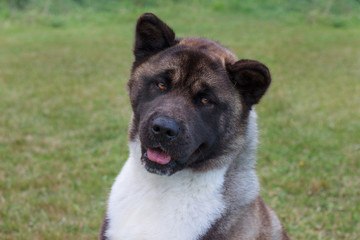 Cute american akita is standing in the green grass. Pet animals.