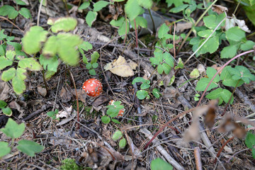 Fly agaric mushroom in the autumn forest