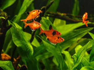 A green beautiful planted tropical freshwater aquarium with fishes.Zebra angelfish (pterophyllum scalare) in aquarium